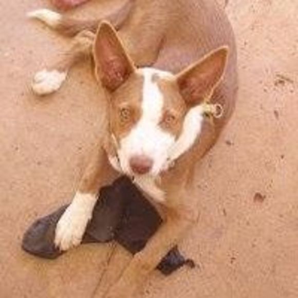 Meet your Posher, Cassie - Picture 1 of 1